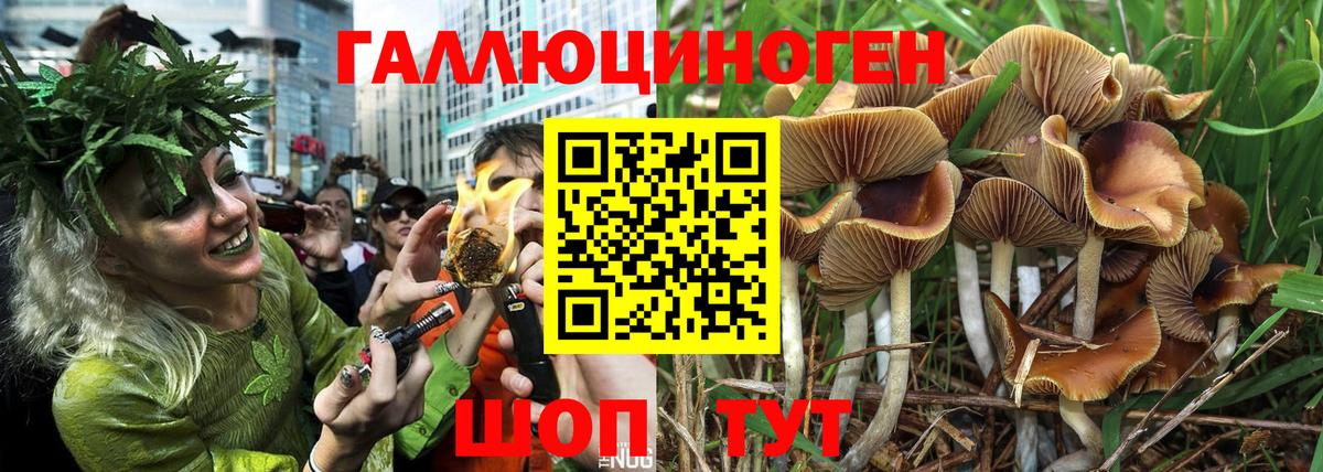 Сызрань  Псилоцибиновые грибы Psilocybine cubensis  Вход с VPN 